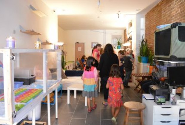 The Cat s Meow Brooklyn s First Cat Cafe Pops Up in Fort The Cat s Meow Brooklyn s First Cat Cafe Pops Up in Fort