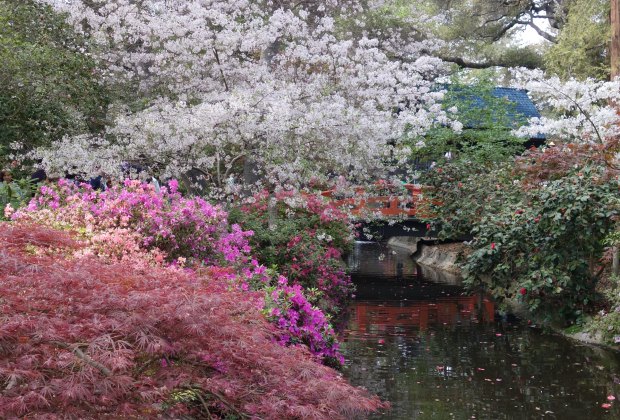 When ther cherry trees bloom, Descanso Gardens become the most magical place in LA.