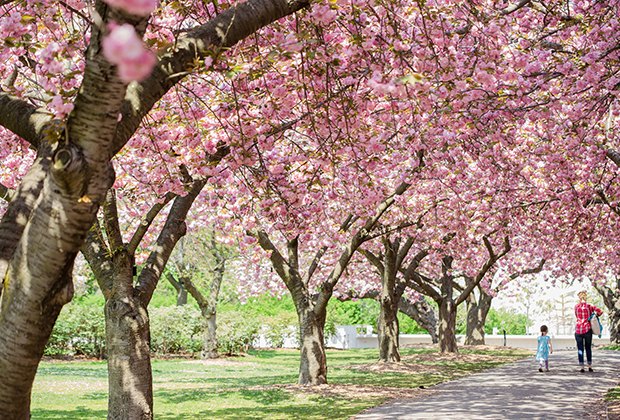 Best Places To See Cherry Blossoms As A Family In Nyc