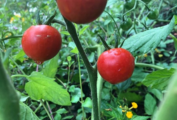 100 School Lunch Ideas for Kids: Fresh tomatoes from the garden