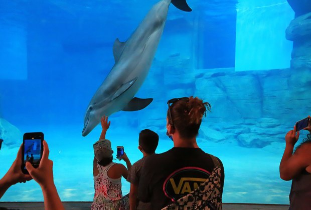 a dolphine swim a at an aquarium while people look on