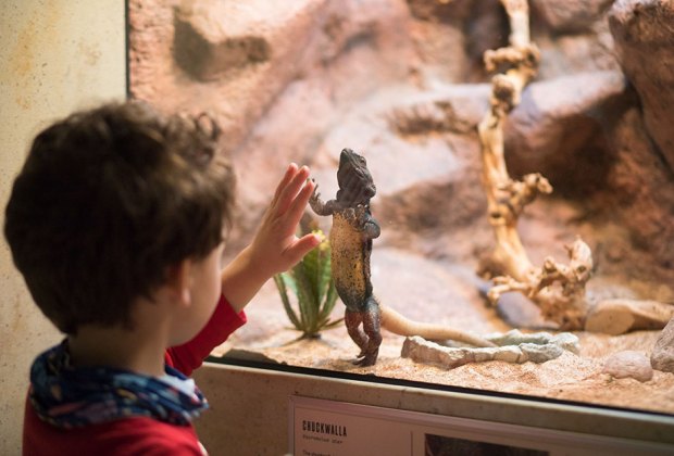 The Best Children’s Museum in Every State: Cook Museum of Natural Science