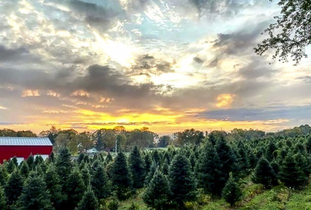 Image of Maple Row Farm - Christmas Tree Capital of Connecticut