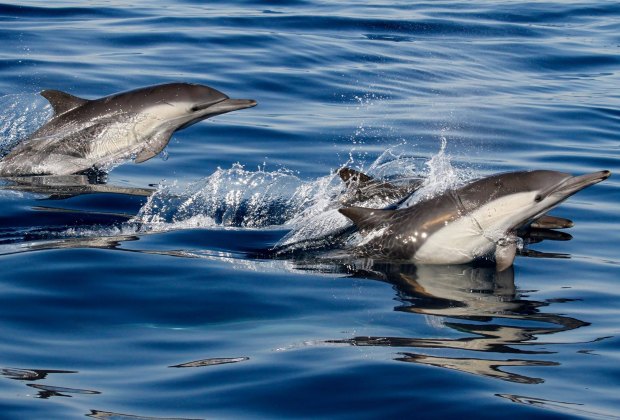 Whale Watching near Los Angeles: Whales aren't all you see on a whale watch - check out this playful dolphin pod.