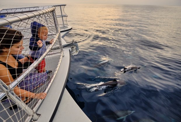 Summer Day Trips from Los Angeles: Go whale watching at Dana Point