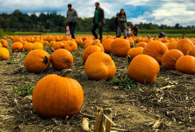 Visiting Historic Richmond Town with Kids: Pumpkin Picking at Decker Farm