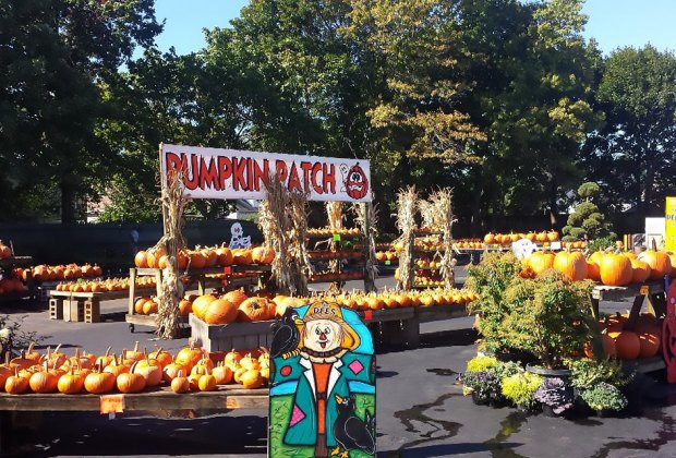 pumpkin patch patchogue