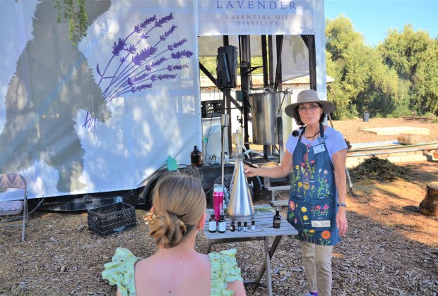 Science at the farm with lavender essential oil making.