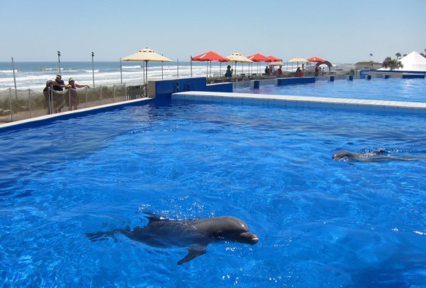 Dolphin Beaches Near Palm Beach Florida Dolphin Beaches Near Palm Beach Florida