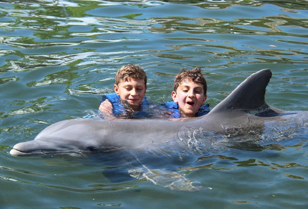 30 Things To Do in the Florida Keys with Kids: Dolphin rescue center