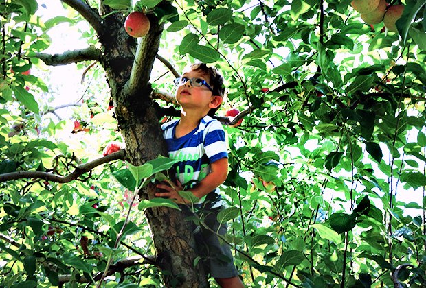 10 Top Apple Picking Orchards and Farms Near NYC | MommyPoppins ...