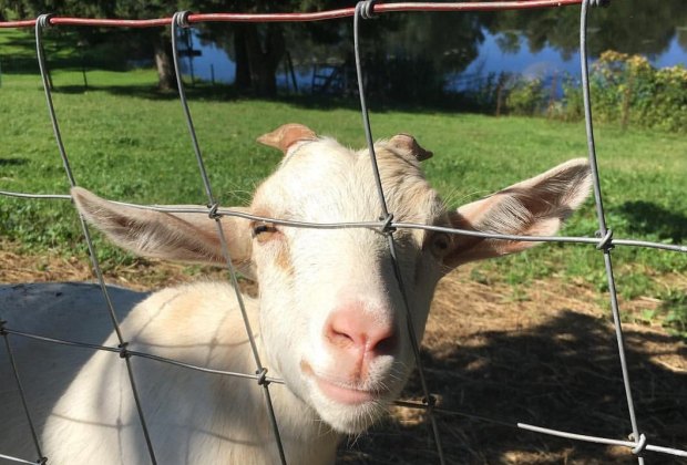 Picture of a goat - Petting zoos in Connecticut