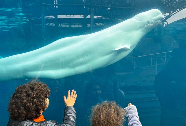 Image of Mystic Aquarium - Spring Break 2024