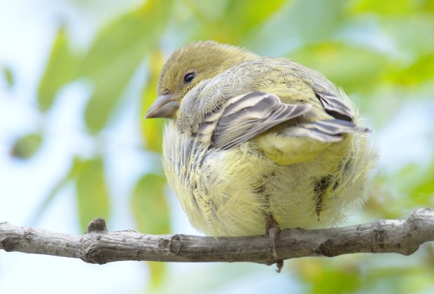 Wildlife Hikes for Kids  in Los Angeles: Watch the birdies at Ernest E. Debs Regional Park. 