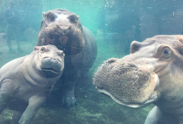 Cincinnati Family Travel Guide Meet Fiona the famous hippo and her mom and dad at the Cincinnati Zoo. Photo courtesy of the zoo