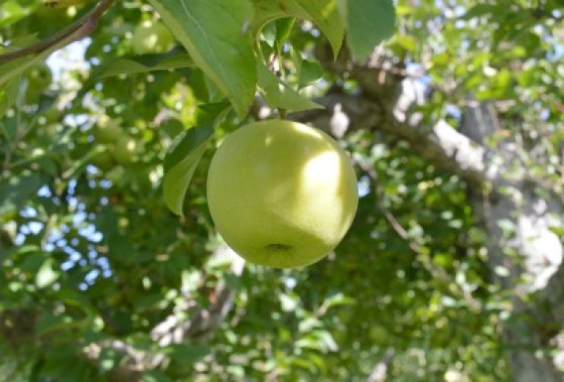 Fishkill Farms: Eco-Friendly Apple Picking in Lower Hudson Valley