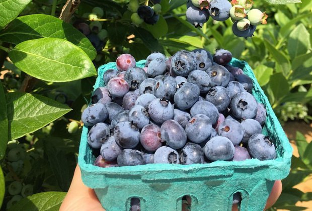 Where to Pick Your Own Blueberries, Raspberries, and Blackberries Near ...