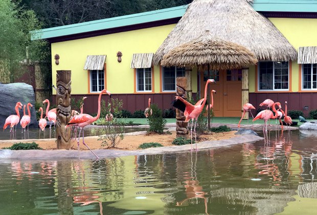 See the gracebul flamingos and more at the Turtle Back Zoo