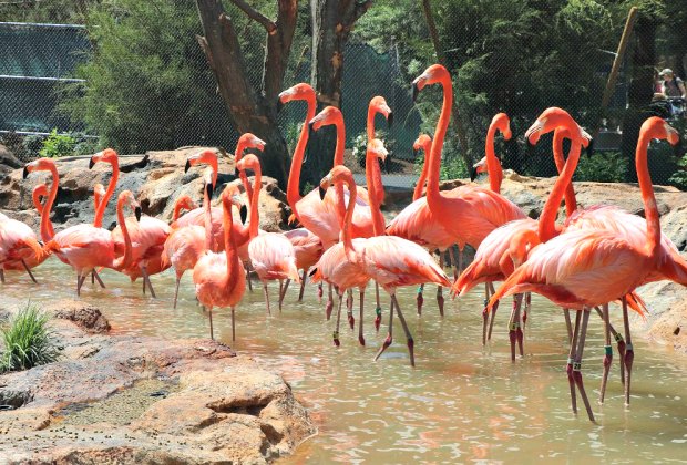 Caribbean Coast Flamingos Macaws And Bush Dogs Debut At New