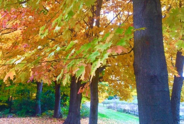 Ways to Enjoy the Fall Foliage in Connecticut with the Family