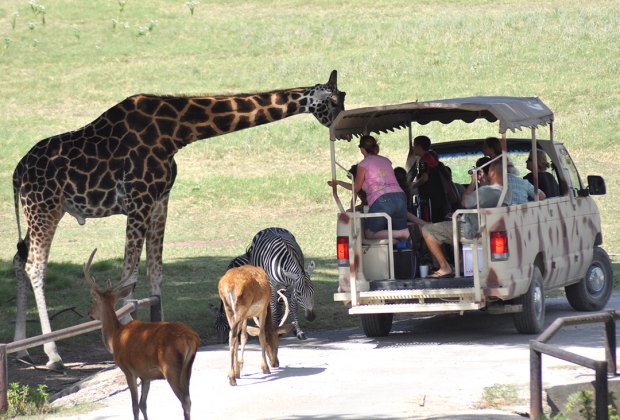 safari zoo texas