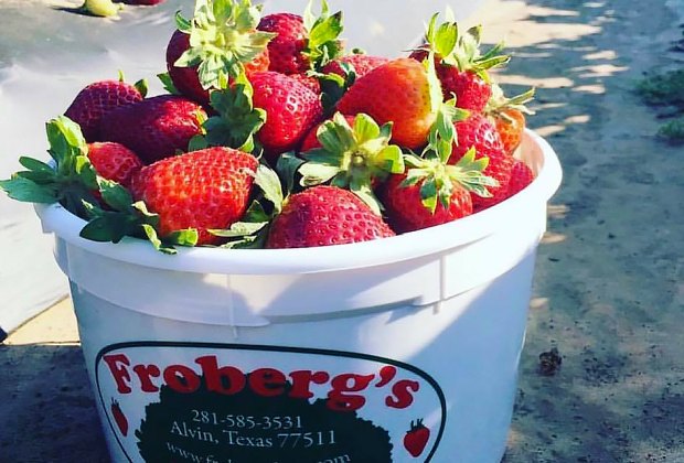 Pick Your Own Farms In Houston Strawberry And Berry Picking Mommypoppins Things To Do In Houston With Kids,Small Bathroom Ideas With Shower