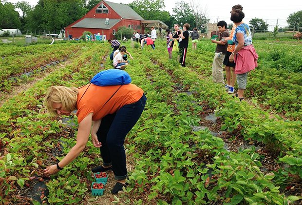 Pick Your Own Strawberry Farms And Festivals On Long Island