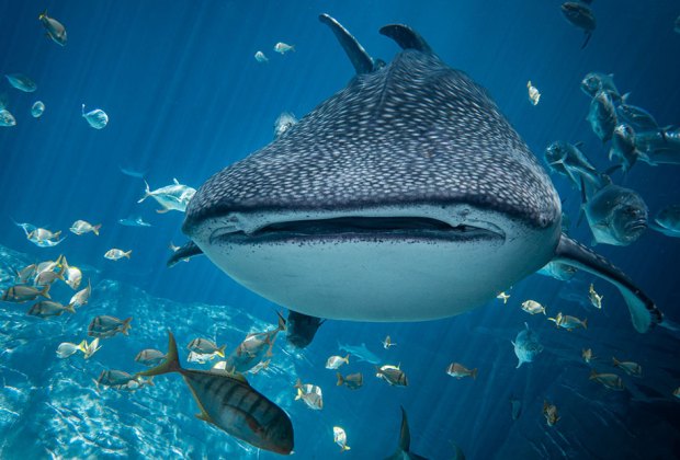 Whale Shark