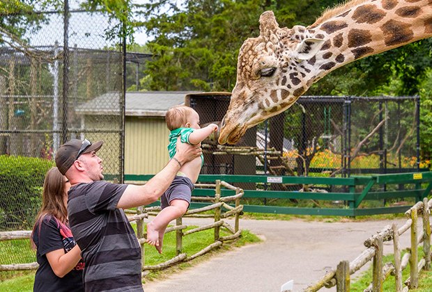 100 Things To Do on Long Island Before Kids Grow Up: Girrafe at Long Island Game Farm 100 things to do with LI kids