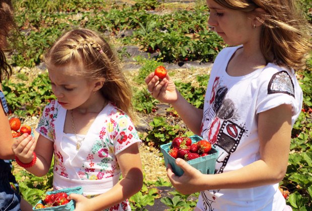 girls picking and eating strawberries in a field