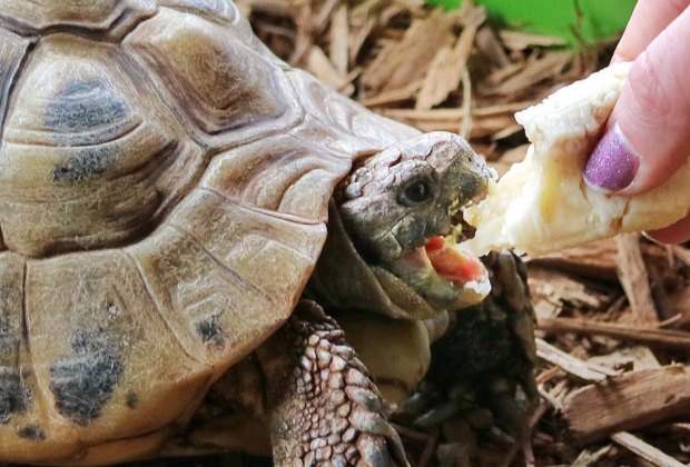 feeding a turtle at the greenburgh nature nature center