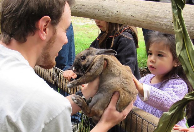 Girl petting a bunny rabbit on Father's Day in Westchester