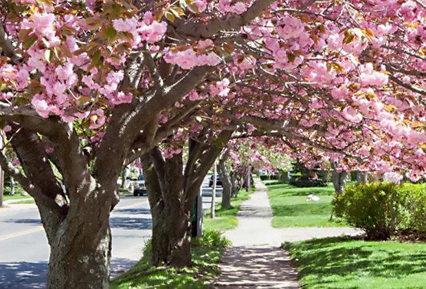 Where to See Cherry Blossoms and More Blooms on Long Island ...