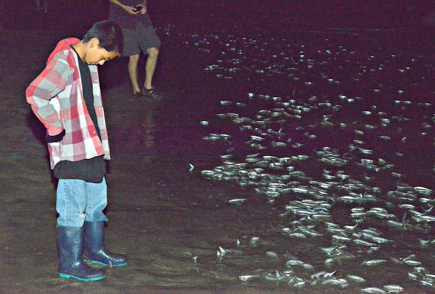 Grunion Runs: That SoCal Thing When Thousands of Fish Crawl up the Beach at Midnight