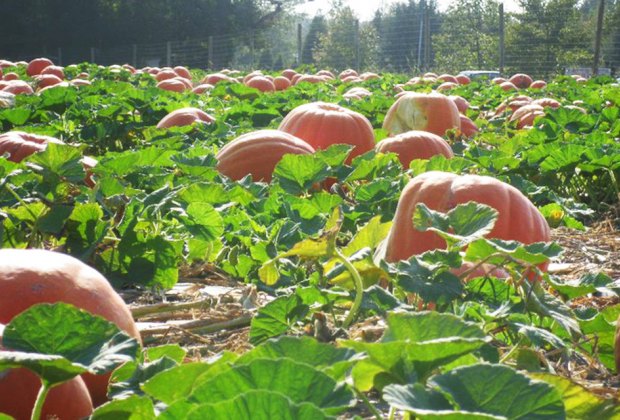 Pumpkin patches near Long Island Hank's Pumpkintown