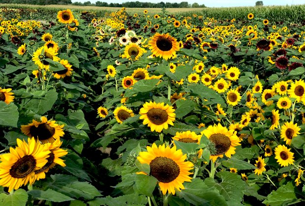 a field of sunflowers Gorgeous Sunflower Fields for Pick-Your-Own Flowers near Chicago