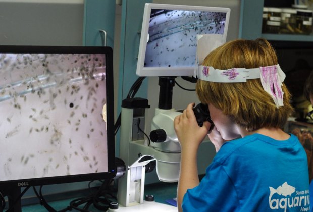 Free Admission for Kids at the Santa Monica Pier Aquarium