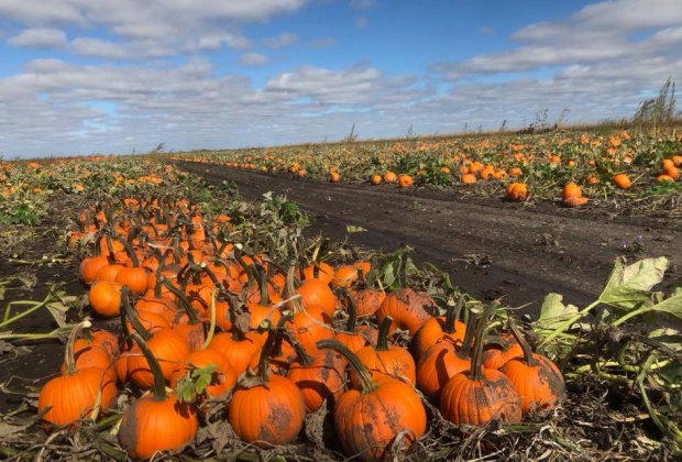 Best Pumpkin Patches Near Chicago