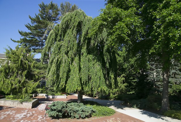 Botanical Gardens On Long Island For A Family Day Trip