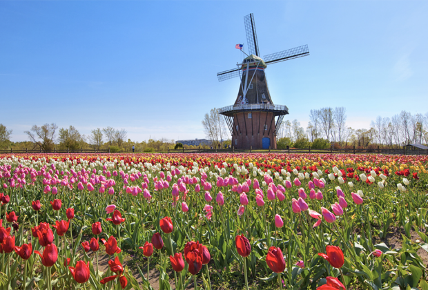 Tulip Festival and More Things to Do in Holland, MI with Kids Status message