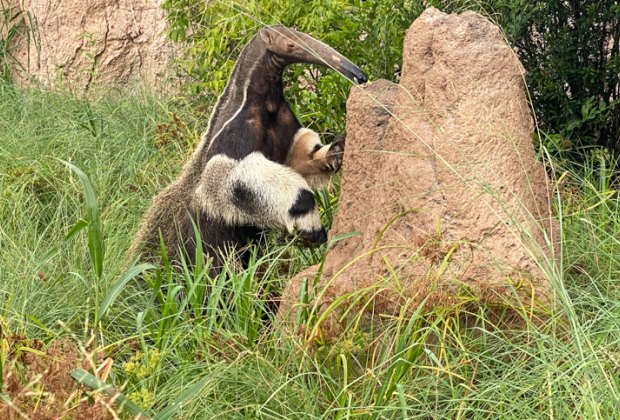 An anteater in the Houston Zoo's Pantanal exhibit.