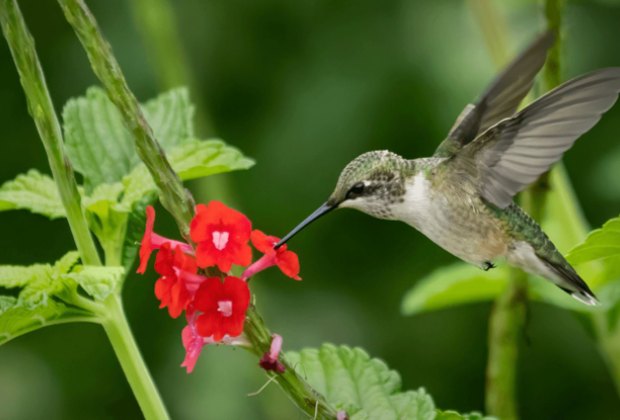 Hummingbird