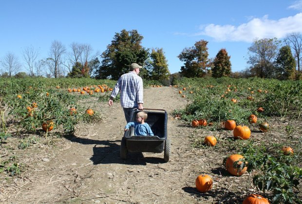 Pumpkin patches near Westchester Wright Family Farm