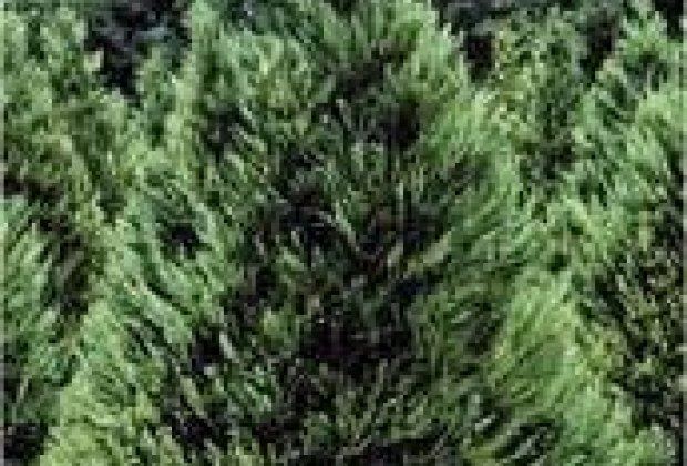 cut your own christmas tree farms in southern california cut your own christmas tree farms in southern california