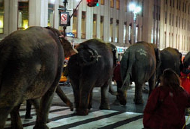 Circus Elephants Walk Across Manhattan March 22 10 Mommypoppins Things To Do In New York City With Kids