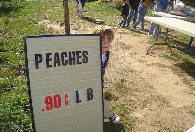 Pick Your Own Fruits In Long Island Pick Your Own Fruits In Long Island