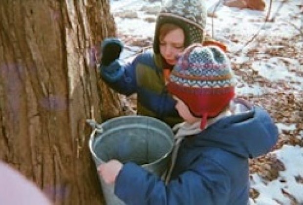 Maple Sugaring in Fairfield County, Connecticut with the Kids null