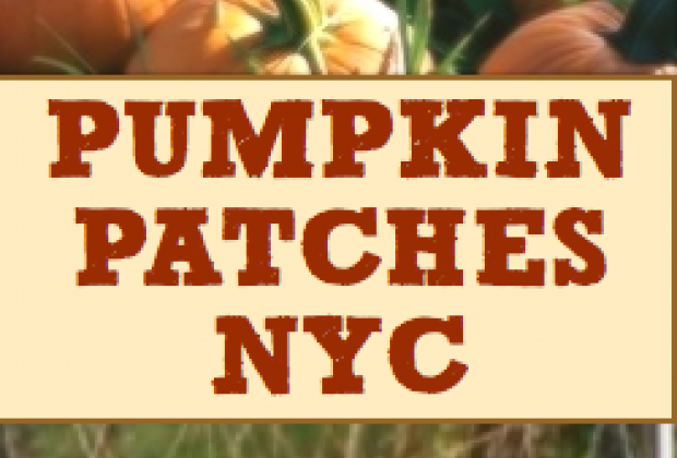 Pumpkin Picking Near Me Long Island Pumpkin Picking Near Me Long Island