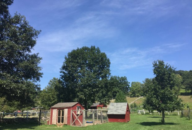 Day Trip to Muscoot Farm: Animals and Old-Fashioned Fun for Little Ones Set on 777 acres in Somers, Muscoot Farm is a sweet spot to visit with young children. Photo courtesy of the farm