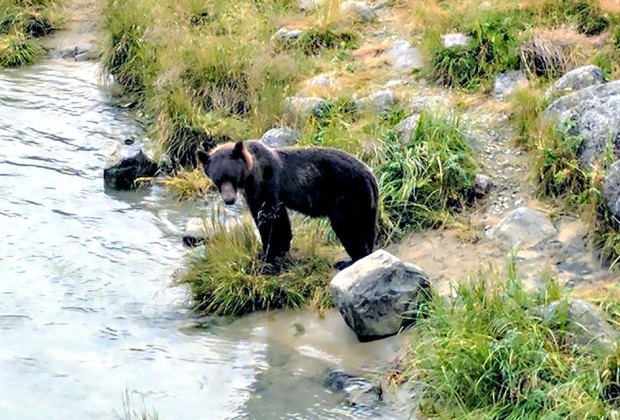 Insider’s Guide to Haines, Alaska: 21 Top Things to Do with Kids It will be impossible to visit Haines without seeing a bear (or many)!